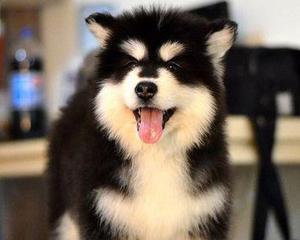 阿拉斯加幼犬的小尾巴（宠物爱好者必看的小尾巴故事）