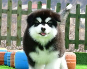 阿拉斯加幼犬的小尾巴（宠物爱好者必看的小尾巴故事）