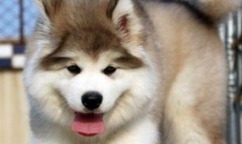如何配制适合阿拉斯加幼犬的喂养配方