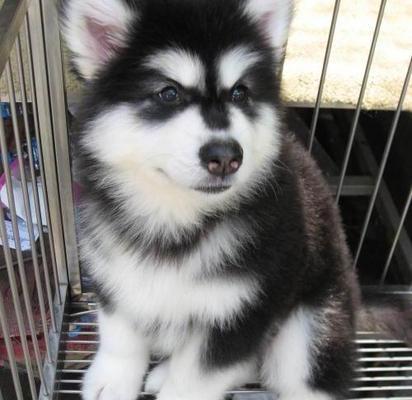 如何训练阿拉斯加幼犬不咬人？（以宠物为主，轻松培养良好习惯）