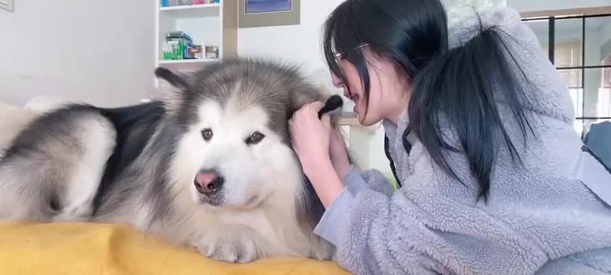 防止宠物犬咬人的有效方法（以阿拉斯加幼犬咬人为例，探讨宠物犬咬人的原因和预防方法）
