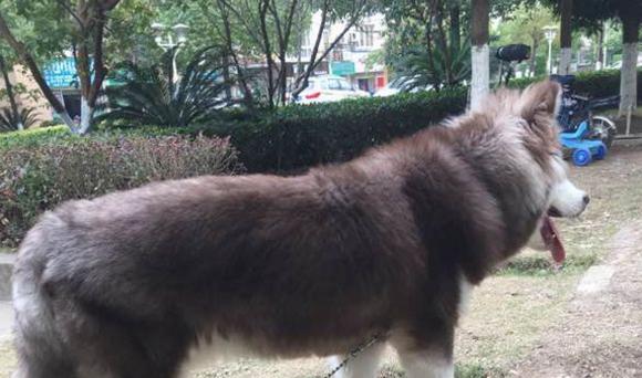 探讨阿拉斯加幼犬咬人的行为是否正常（深入探究阿拉斯加幼犬咬人的原因及解决方法）