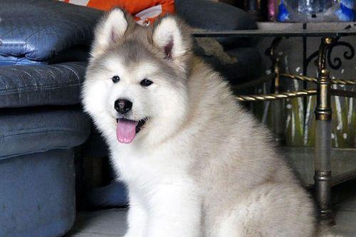 防止幼犬呕吐的方法（以阿拉斯加幼犬为例，让你的宠物不再干呕）