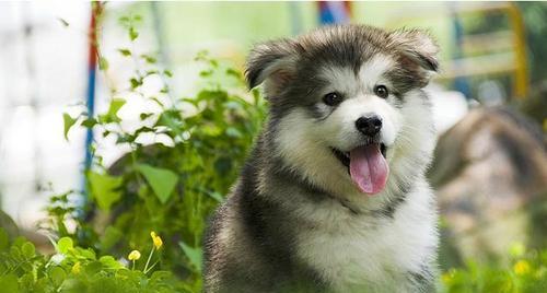 防止幼犬呕吐的方法（以阿拉斯加幼犬为例，让你的宠物不再干呕）