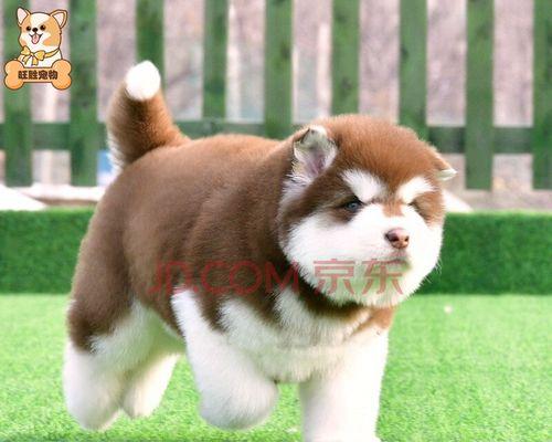 如何为阿拉斯加幼犬增肥（以宠物为主，让你的幼犬健康快乐成长）