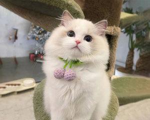 了解矮脚布偶猫的世界（以贴吧为窗口，走进矮脚布偶猫的生活）