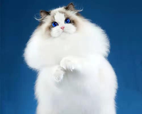 了解矮脚布偶猫的世界（以贴吧为窗口，走进矮脚布偶猫的生活）