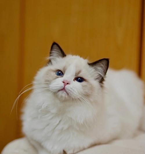 了解矮脚布偶猫的世界（以贴吧为窗口，走进矮脚布偶猫的生活）