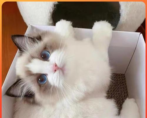 如何通过外观特征辨别矮脚布偶猫的性别？（宠物爱好者必知的矮脚布偶猫性别辨别方法）