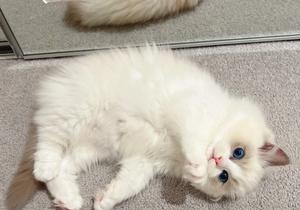 如何通过外观特征辨别矮脚布偶猫的性别？（宠物爱好者必知的矮脚布偶猫性别辨别方法）