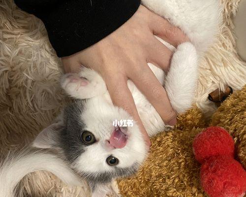 矮脚猫咪（探究矮脚猫咪喜欢窝的原因及养护方法）