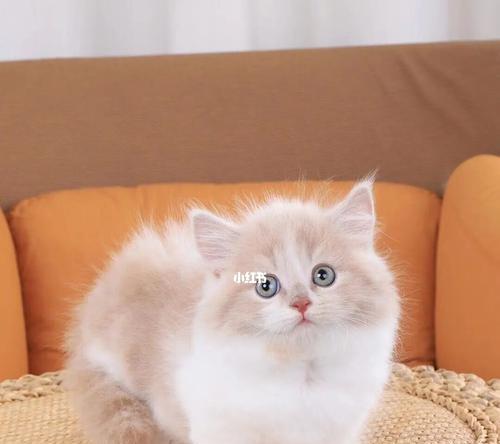探秘矮脚拿破仑布偶猫的魅力（以宠物为主，认识这种独特的布偶猫）