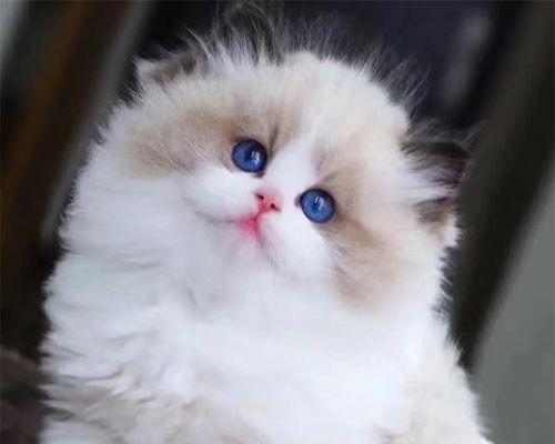 探秘矮脚拿破仑布偶猫的魅力（以宠物为主，认识这种独特的布偶猫）