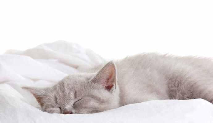 如何按压膀胱刺激撒尿猫咪（学会正确的按压方法，让宠物更健康舒适）
