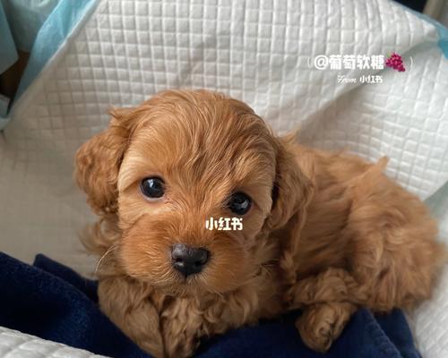 八个月泰迪犬的成长之旅（从小可爱到大聪明，见证泰迪犬成长的点滴）