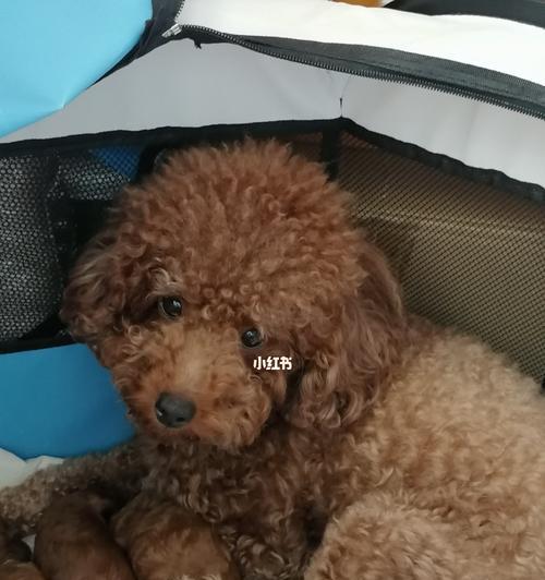 宠物泰迪饮食安排（一天几顿？如何科学营养？）