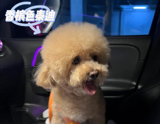 如何正确喂养八个月大的泰迪犬？（每天喂多少水最适合？宠物爱好者必知！）