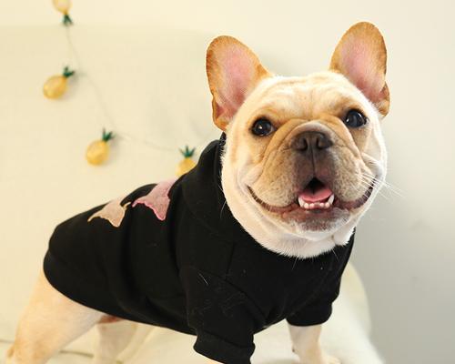 如何为你的宠物犬选择适合的服装？（探讨以巴哥犬的穿衣风格与注意事项）