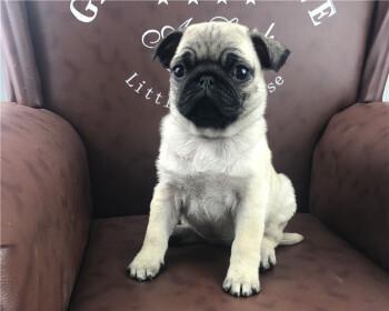 揭秘以巴哥犬鼻子的奥秘（宠物爱好者必看！以巴哥犬鼻子里藏着什么？）