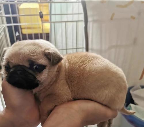 宠物以巴哥犬怀孕的饮食指南