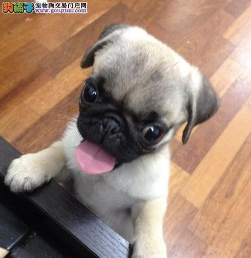 如何帮助以巴哥犬缓解拉肚子和食欲不振的问题（以宠物为主，教你如何做到合理的饮食和护理）