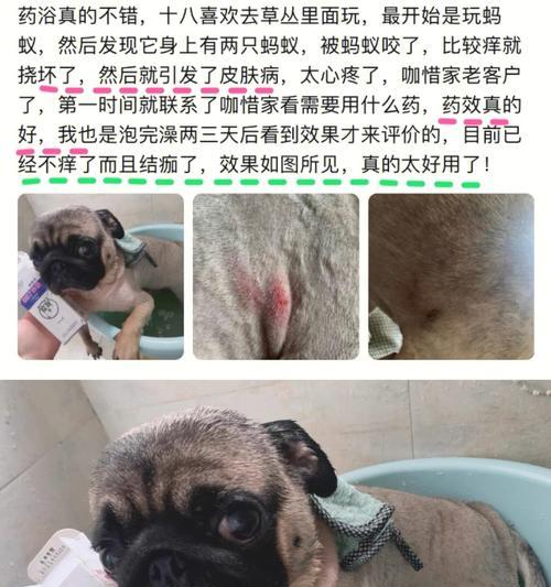揭秘以巴哥犬皮肤病，如何预防和治疗？（探究以巴哥犬皮肤病的原因和症状，全面解决你的宠物犬皮肤问题）