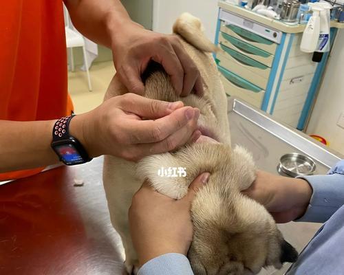 揭秘以巴哥犬皮肤病，如何预防和治疗？（探究以巴哥犬皮肤病的原因和症状，全面解决你的宠物犬皮肤问题）
