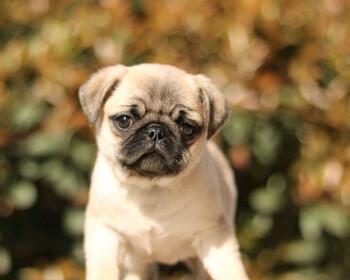 养以巴哥犬需要注意的事项（了解以巴哥犬生犬的基本常识，让它健康成长）