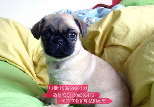 揭秘以巴哥犬——这是什么狗？（了解以巴哥犬的品种特征和养护方法）