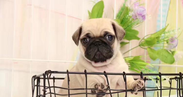 如何解决宠物以巴哥犬的臭味问题（让你的以巴哥犬远离臭味，让生活更加美好）
