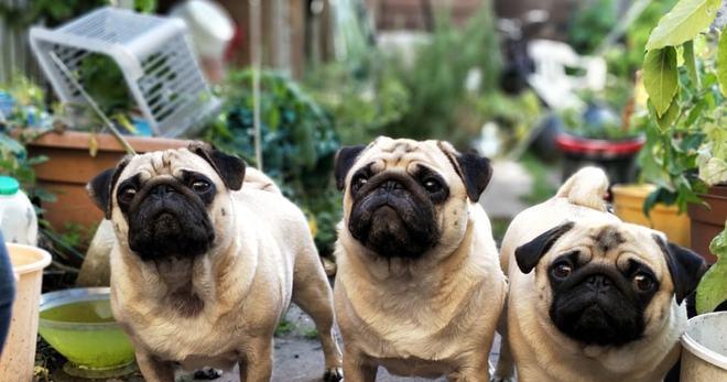 如何让你的爱犬安静？——以巴哥犬为例（有效的方法和技巧，让你的宠物生活更美好）