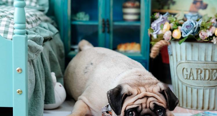 小心！以巴哥小犬吃多了会有什么后果？（以宠物为主，如何避免小犬食量过度？）