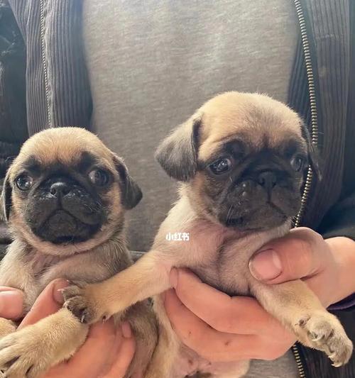 如何喂养幸福健康的以巴哥幼犬？（教你正确选择食物，让宠物健康成长）