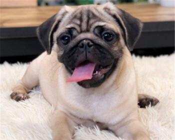 如何喂养幸福健康的以巴哥幼犬？（教你正确选择食物，让宠物健康成长）