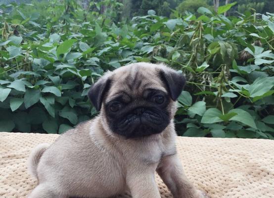 如何应对以巴哥幼犬患上细小病（以宠物为主，探讨细小病的症状、治疗和预防）