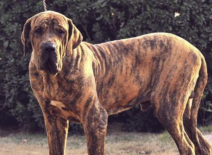 探究以巴西菲勒犬的实用价值（发掘宠物犬的多重功能，提高家庭生活品质）