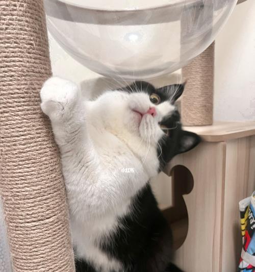 宠物猫的情绪管理（宠物猫的情绪管理）