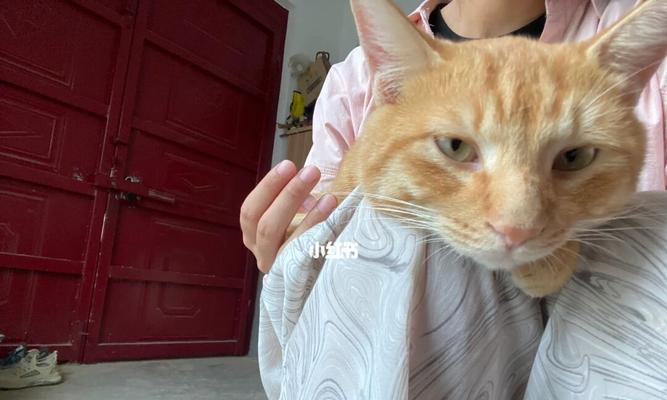 宠物猫的情绪管理（宠物猫的情绪管理）