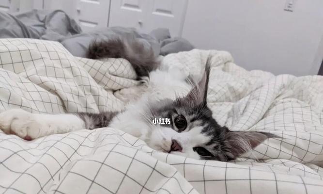 宠物猫的情绪管理（宠物猫的情绪管理）
