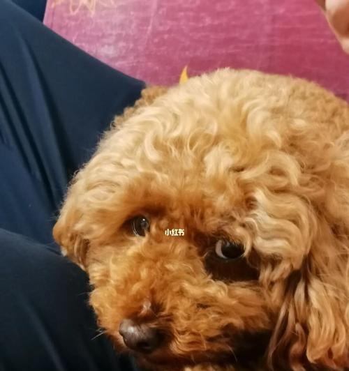 如何让你的宠物白狗狗毛毛重新变得白白的（黄变白，宠物也更美丽）