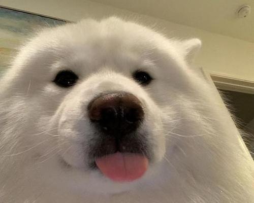 如何让你的宠物白狗狗毛毛重新变得白白的（黄变白，宠物也更美丽）