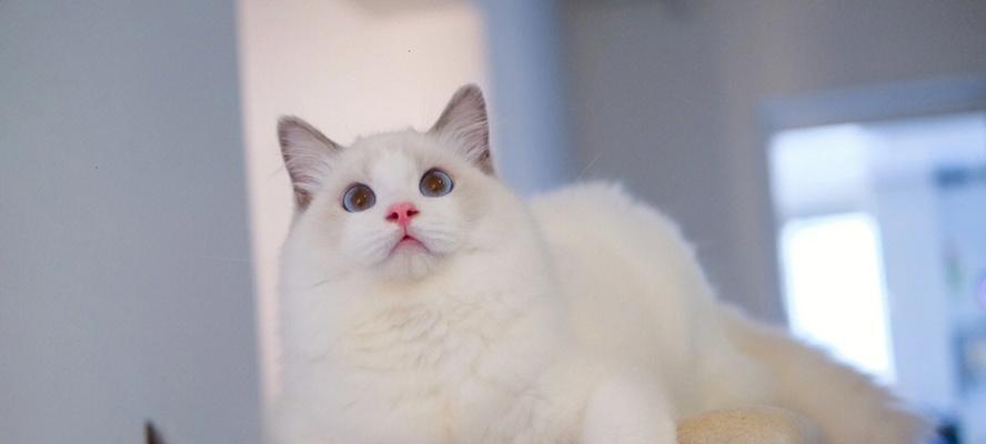 蓝双后背纯白布偶猫的独特之处（宠物主人必看）