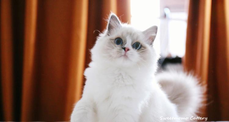 蓝双后背纯白布偶猫的独特之处（宠物主人必看）