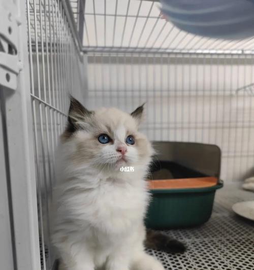 探秘蓝双浅色布偶猫的魅力（追寻淘气可爱）