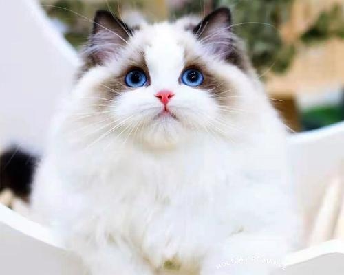 TheLovelyBlueBicolorRagdollCat（APerfectCompanionforPetLovers）