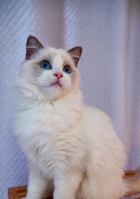 以蓝双与海双布偶猫为主题的宠物文章（探索布偶猫的特点及饲养技巧）