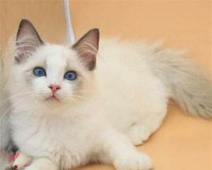 探秘蓝眼白猫布偶猫的魅力（以宠物为主）