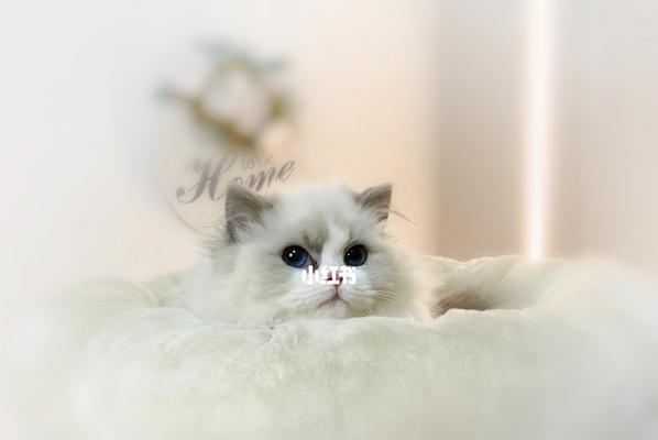 探秘蓝眼白猫布偶猫的魅力（以宠物为主）