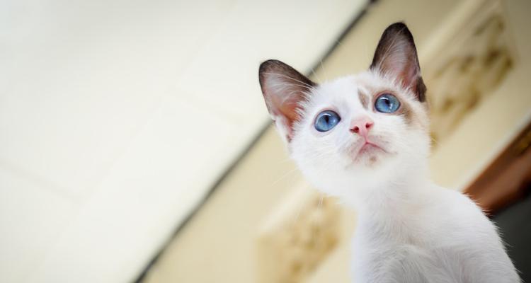 蓝眼睛猫咪——可爱的宠物（一窥蓝眼睛猫咪的魅力）