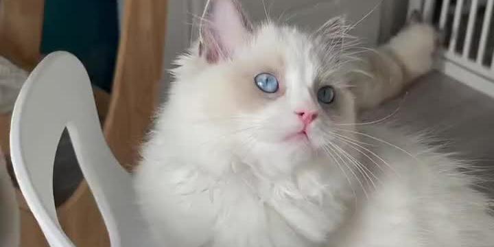 蓝眼睛的猫咪，究竟是不是布偶猫（探究猫咪品种特征与饲养技巧）